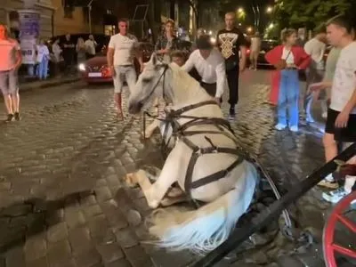 Кінь послизнувся на бруківці в Одесі та впав: власника звинувачують в жорстокому поводженні з твариною