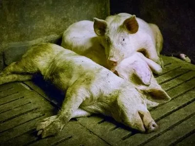 Британські супермаркети оголосили бойкот фермерам, які "мучать" свиней