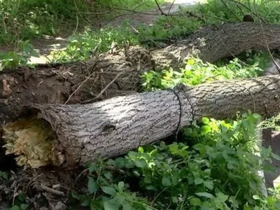 Дерево завалило вход в одесскую школу, в городе штормовое предупреждение