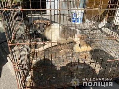 Почти 70 кошек и собак в одной квартире: под Киевом в квартире устроили подпольный приют для животных