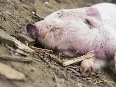 Тушки мертвих домашніх свиней виявили у Харківській області