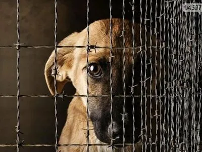С начала года в Украине зафиксировано более 150 случаев жестокого обращения с животными