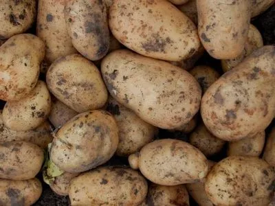 Эксперт прогнозирует рост стоимости картофеля в конце октября