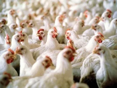 В ВАР объяснили, почему увеличение налога для птицеводства обернется фиаско для власти