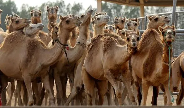В Дубае процветает бизнес по клонированию верблюдов