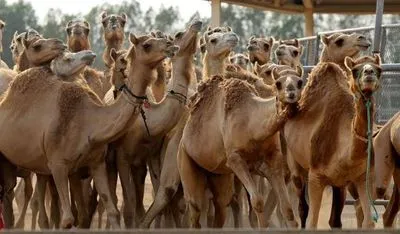 В Дубаї процвітає бізнес з клонування верблюдів
