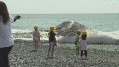 В Японии огромный кит выбросился на берег