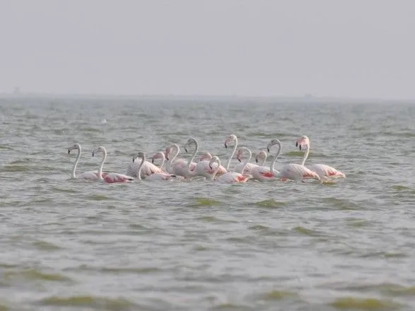 В Одесской области заметили розовых фламинго