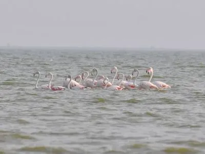 В Одесской области заметили розовых фламинго