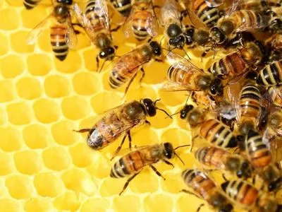 Структурному подразделению "Кернел" арестуют счета за гибель пчел