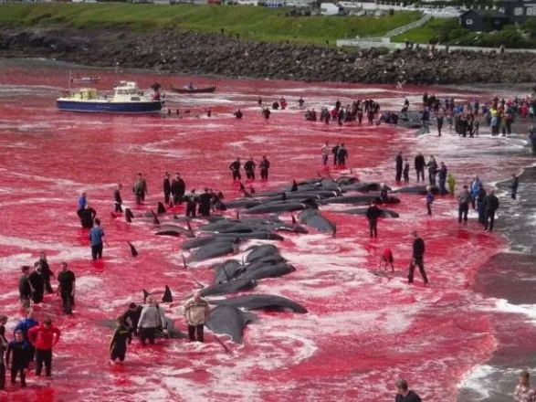 На Фарерских островах жестоко убили более 1 400 дельфинов