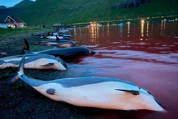 Фарерские острова расследуют рекордное убийство дельфинов