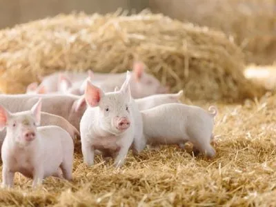 Уражені чумою: американські експерти дали поради свинарям, як уберегти тварин від всесвітньої напасті