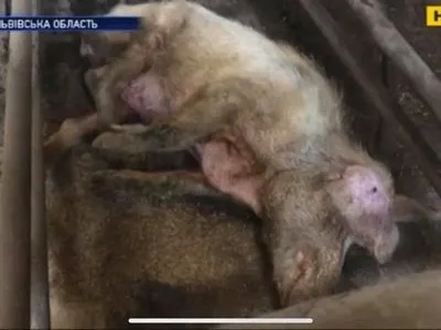 Во Львовской области сняли шок-контент: свиньи живут в адских условиях