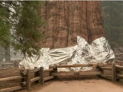 Самое большое дерево в мире укутали в "одеяло"