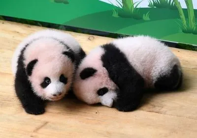 У Китаї показали дитинчат-близнюків великої панди