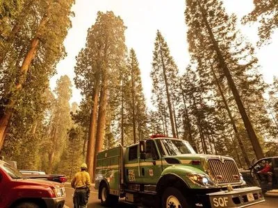 Численні лісові пожежі в Каліфорнії загрожують столітнім гігантським секвоям