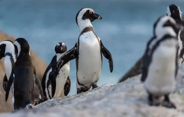u-pivdenniy-afritsi-bdzholi-vbili-ponad-60-ridkisnikh-pingviniv