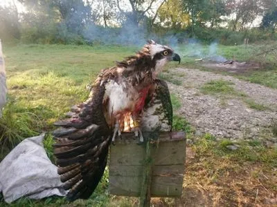 Прилетел из Финляндии: на Прикарпатье убили редкую птицу