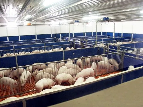 В Україні скорочують виробництво свинини