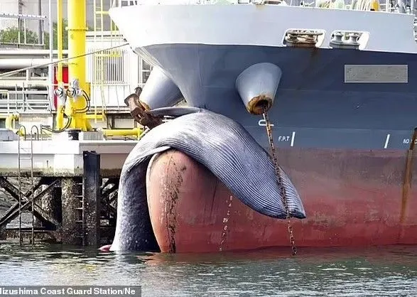 В японський порт зайшов танкер з мертвим китом на "носі"