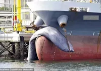 В японский порт зашел танкер с мертвым китом на "носу"