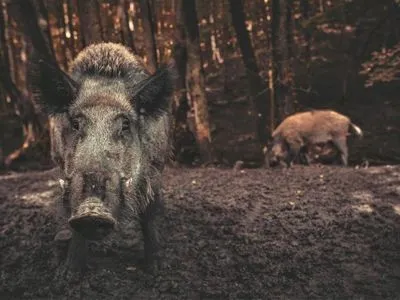 Мешканці Рима зняли відео, як вулицями бродять дикі свині
