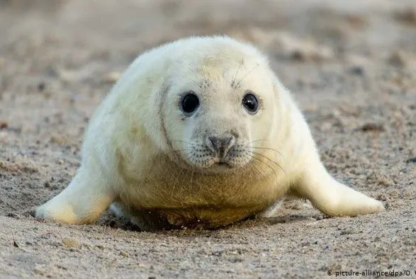 В Антарктике меньше тюленей, чем считали ученые