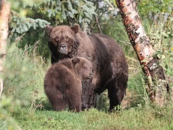 На Алясці обрали найтовстенького ведмедика