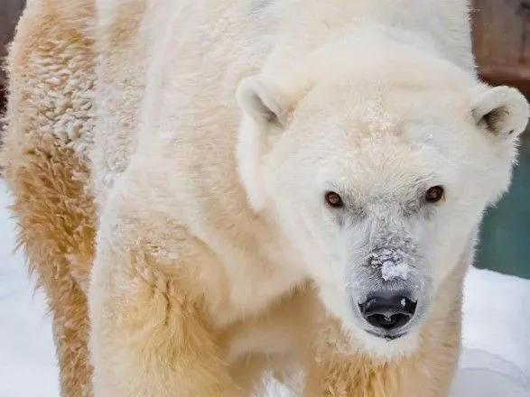 В США умер старейший белый медведь в Северной Америке