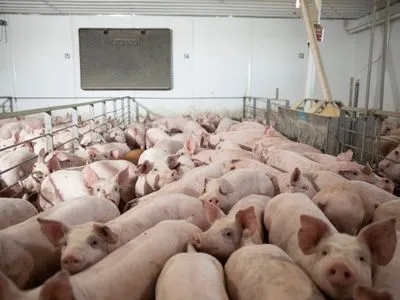 Вчені намагалися приховати загибель свиней під час експерименту