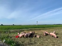 Амстердамський аеропорт "найняв" на роботу свиней