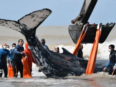 В Аргентине спасли горбатых китов, которых выбросило на мель