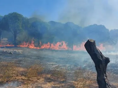 Турецькі ліси знову потерпають від вогню