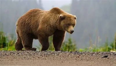 В США посадили женщину за нарушение дистанции с медведем гризли