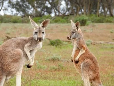 В Австралії підлітків обвинувачують у вбивстві 14 кенгуру