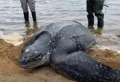 В США спасли огромную кожистую черепаху, которую выбросило на мель