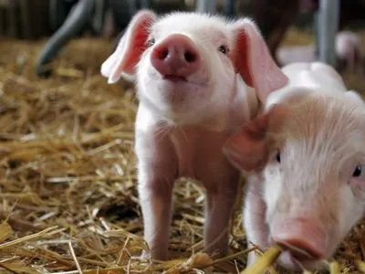 Промышленное содержание или домашний любимец: люди все чаще заводят свиней для дружбы, а не еды