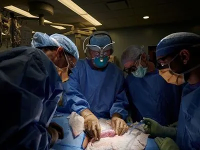 В США впервые успешно протестировали трансплантацию свиной почки человеку