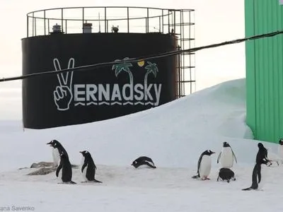 "Не лише тюлені": пінгвіни повернулися до станції "Академік Вернадський" й почали шлюбний сезон