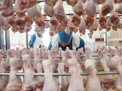 Украина экспортировала курятины на более 500 миллионов долларов