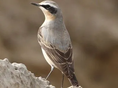 Учені не виключають, що деякі перелітні птахи можуть припинити зимову міграцію