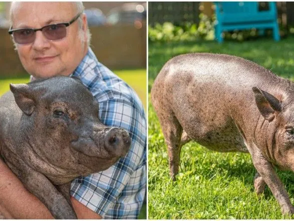 В США скончалась старейшая в мире свинья