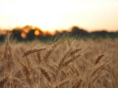 Жатва-2021: сбор зерна превысил 60 млн тонн