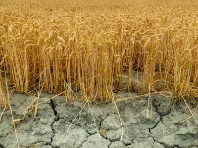 NASA дослідила, як зміни клімату вплинуть на врожайність зернових культур