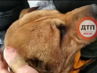 В Киеве с Северного моста в Днепр сбросили собаку: животное спасли и отправили в клинику
