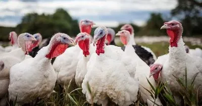 Данія повідомила про спалах пташиного грипу на індичій фермі