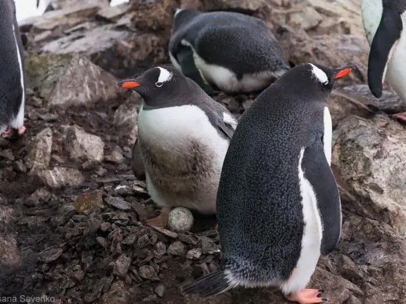 Поповнення чекають у грудні: біля станції "Академік Вернадський" пінгвіни відклали яйця