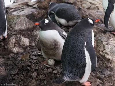 Пополнение ждут в декабре: возле станции "Академик Вернадский" пингвины отложили яйца