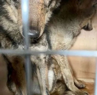 Из Украины пытались незаконно вывезти волков под видом собак